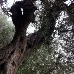 L'olivier